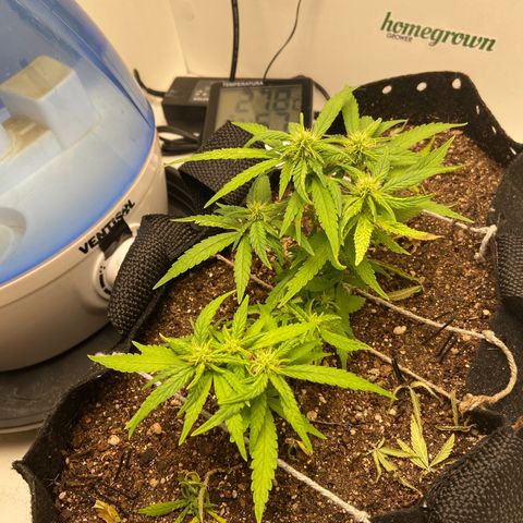 Super Lemon Haze growlog timeline photo