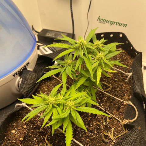 Super Lemon Haze growlog timeline photo