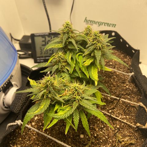 Super Lemon Haze growlog timeline photo