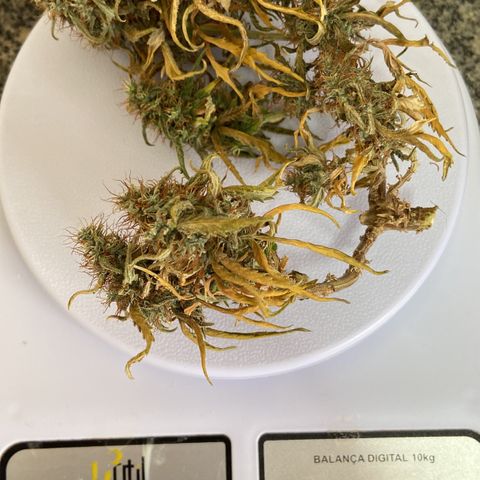 Super Lemon Haze growlog timeline photo