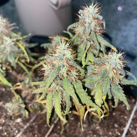 Super Lemon Haze growlog timeline photo