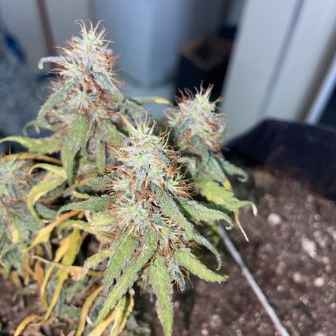 Super Lemon Haze growlog timeline photo