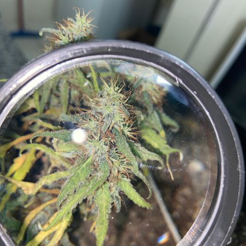 Super Lemon Haze growlog timeline photo