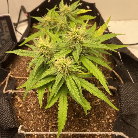 Super Lemon Haze growlog timeline photo