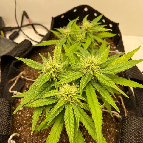 Super Lemon Haze growlog timeline photo