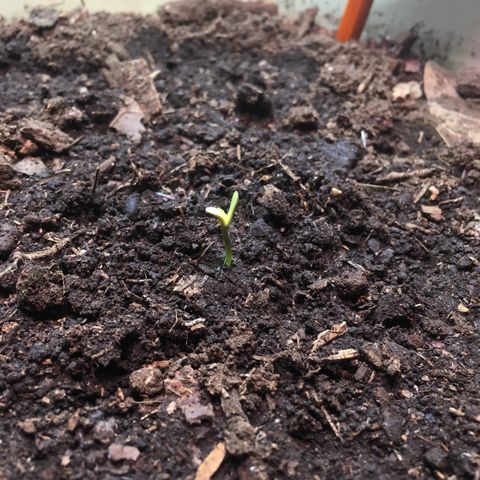 Skittlez growlog photo: La Skittlez por fin descubrió sus pequeños cotiledónea y ya está tomando luz 