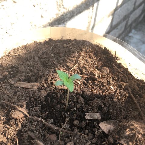 Skittlez growlog photo: Primer riego abonado