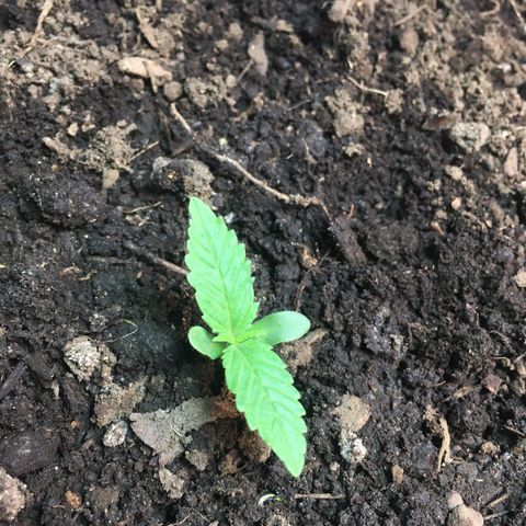 Skittlez growlog photo: Dandole 