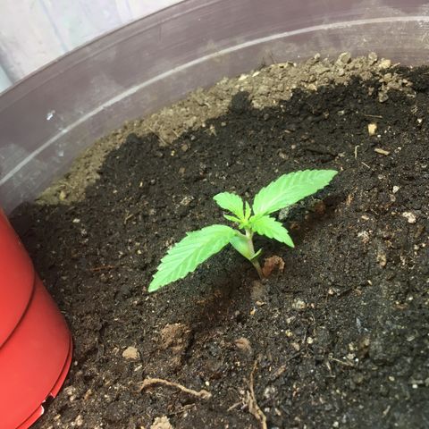 Skittlez growlog timeline photo