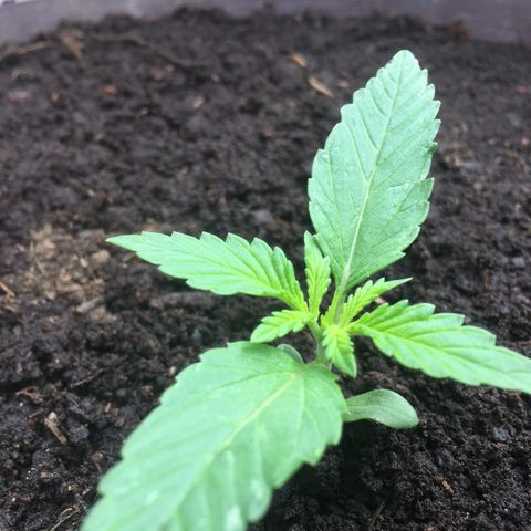 Skittlez growlog photo: “In perpetuum et unum diem”