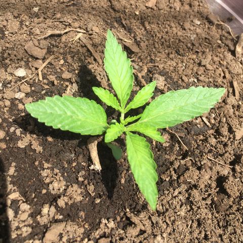 Skittlez growlog photo: Superviviente del holocausto agrícola 