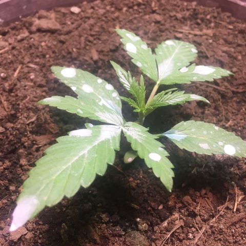 Skittlez growlog photo: Aplicación de tierra de diatomeas como preventivo de plagas. 