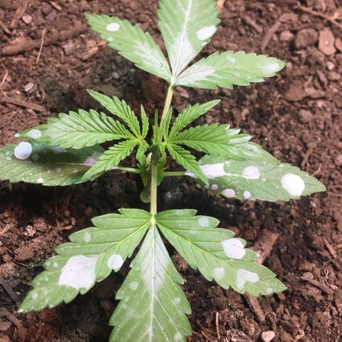 Skittlez growlog photo: Full 