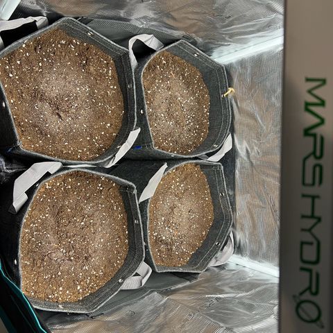 Gorilla Auto growlog timeline photo