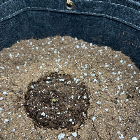 Gorilla Auto growlog timeline photo