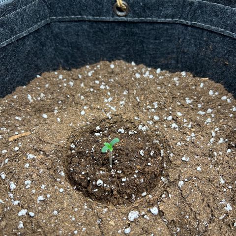 Gorilla Auto growlog timeline photo