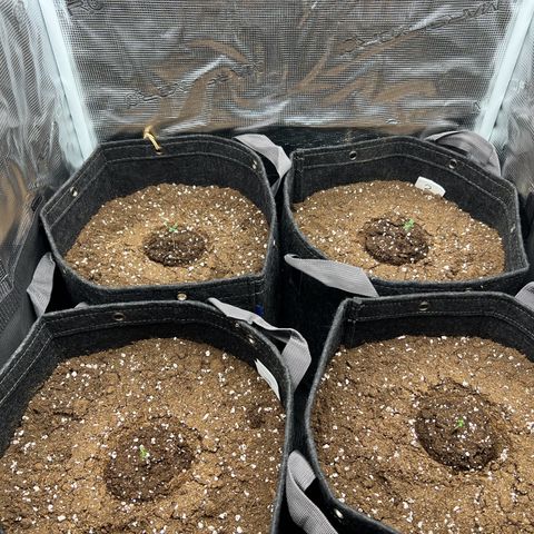 Gorilla Auto growlog timeline photo