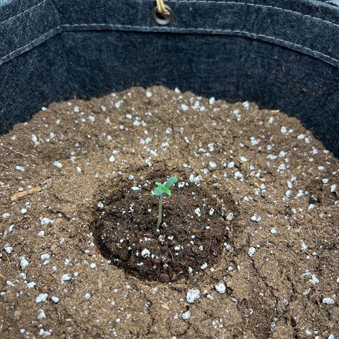 Gorilla Auto growlog timeline photo