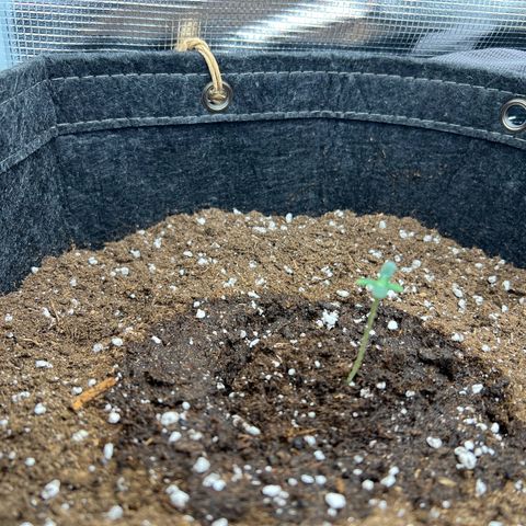 Gorilla Auto growlog timeline photo