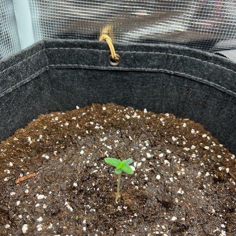 Gorilla Auto growlog timeline photo