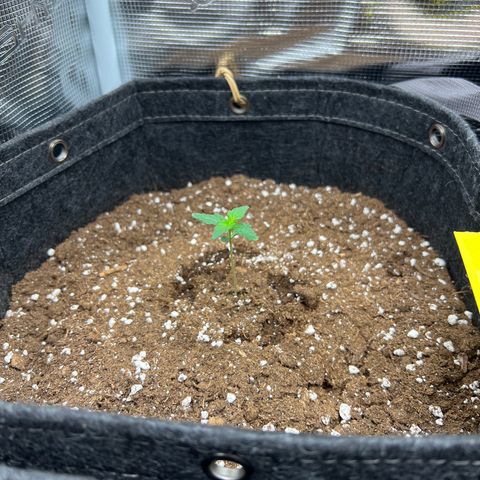 Gorilla Auto growlog timeline photo