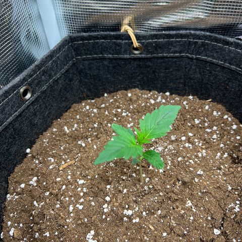 Gorilla Auto growlog timeline photo