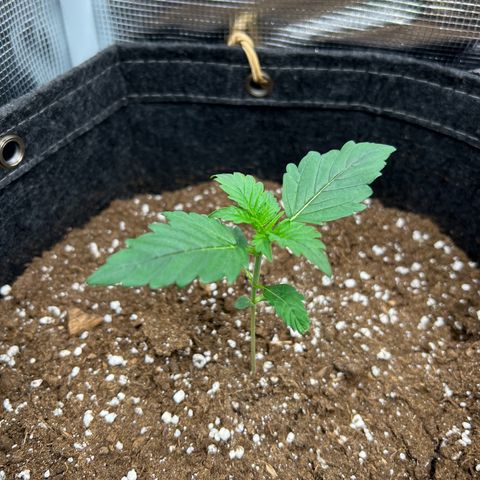 Gorilla Auto growlog timeline photo