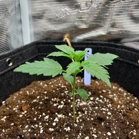 Gorilla Auto growlog timeline photo