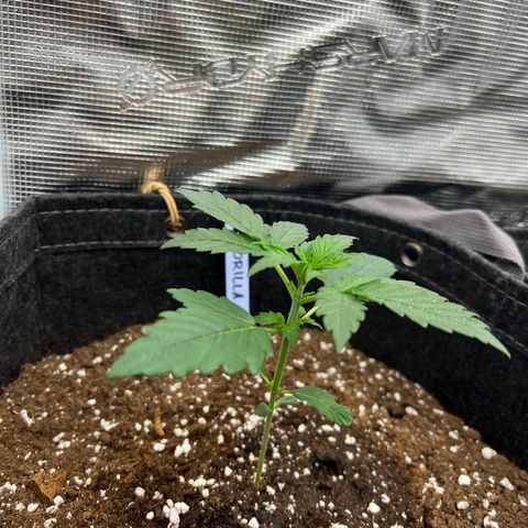 Gorilla Auto growlog timeline photo