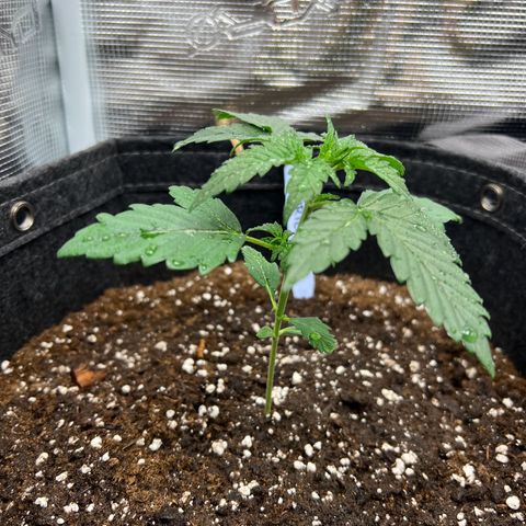 Gorilla Auto growlog timeline photo