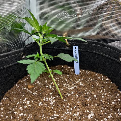 Gorilla Auto growlog photo: LST