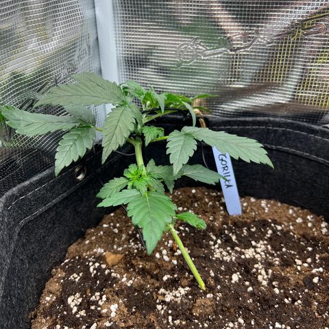 Gorilla Auto growlog timeline photo