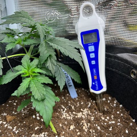 Gorilla Auto growlog timeline photo