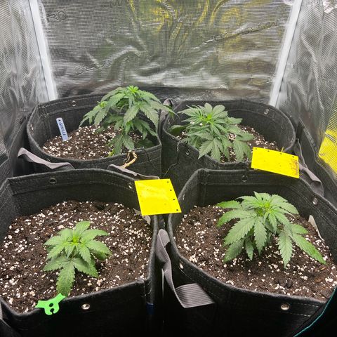 Gorilla Auto growlog timeline photo