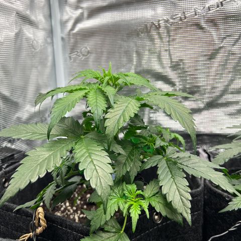 Gorilla Auto growlog timeline photo