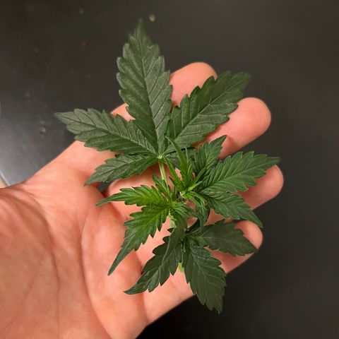 Gorilla Auto growlog photo: Branch broke off 😭