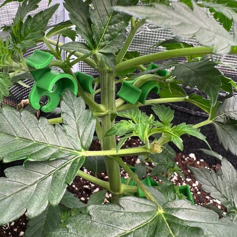 Gorilla Auto growlog timeline photo