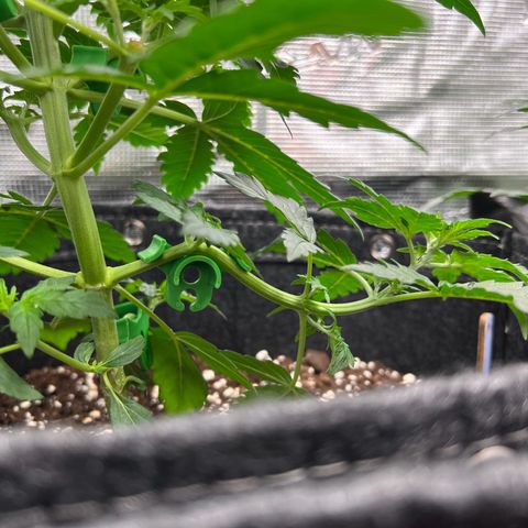 Gorilla Auto growlog timeline photo