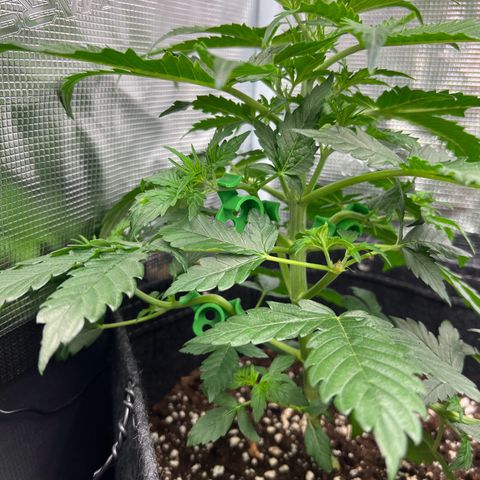 Gorilla Auto growlog timeline photo