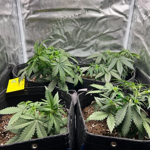 Gorilla Auto growlog timeline photo