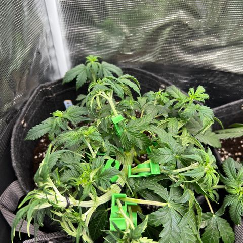 Gorilla Auto growlog timeline photo