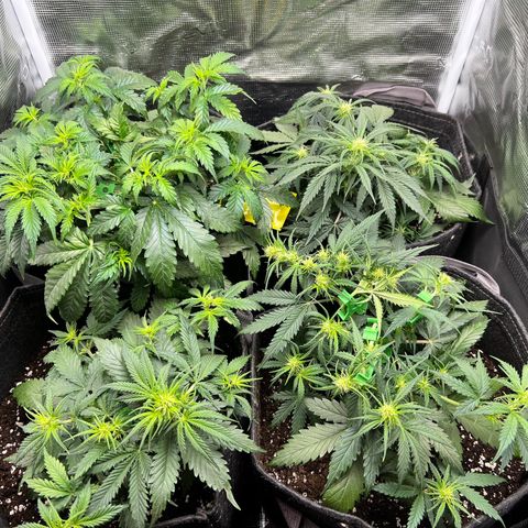 Gorilla Auto growlog timeline photo
