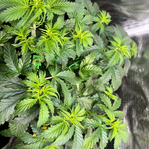 Gorilla Auto growlog timeline photo