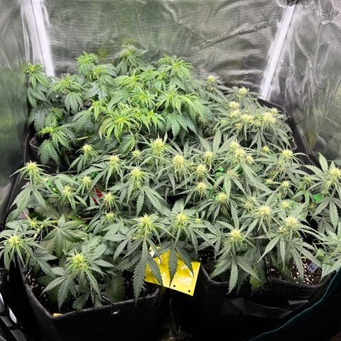 Gorilla Auto growlog timeline photo