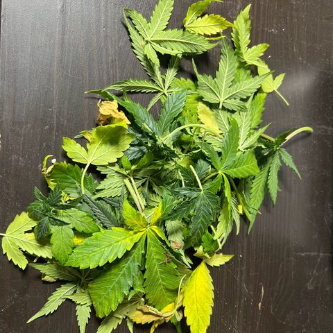 Gorilla Auto growlog timeline photo