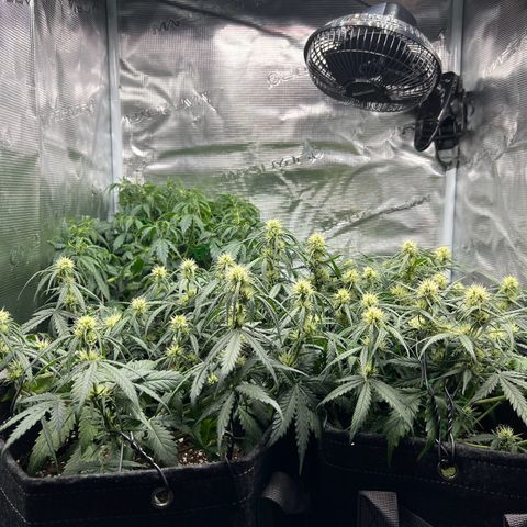 Gorilla Auto growlog timeline photo