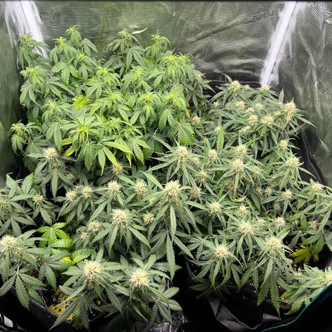 Gorilla Auto growlog timeline photo