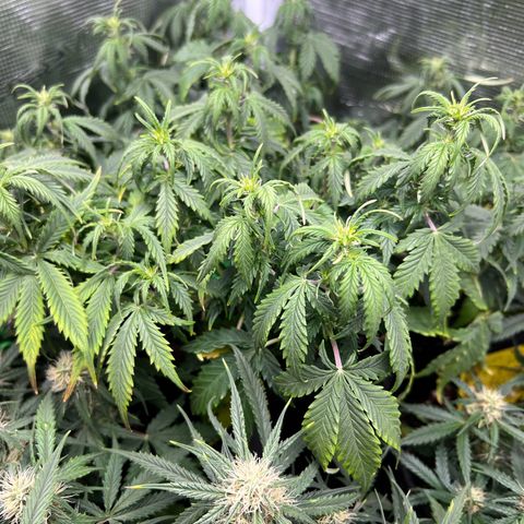 Gorilla Auto growlog photo: Yellow leaves 