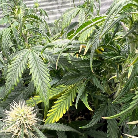 Gorilla Auto growlog photo: Yellow leaves 