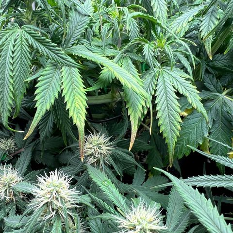 Gorilla Auto growlog photo: Yellow leaves 